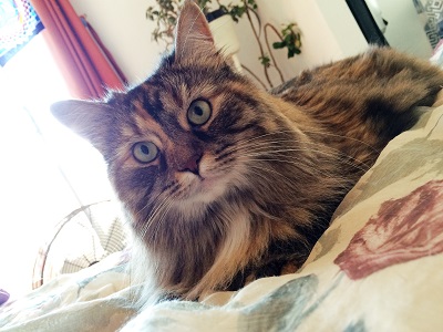 Home visits for cat - Sophie!!!!!!!